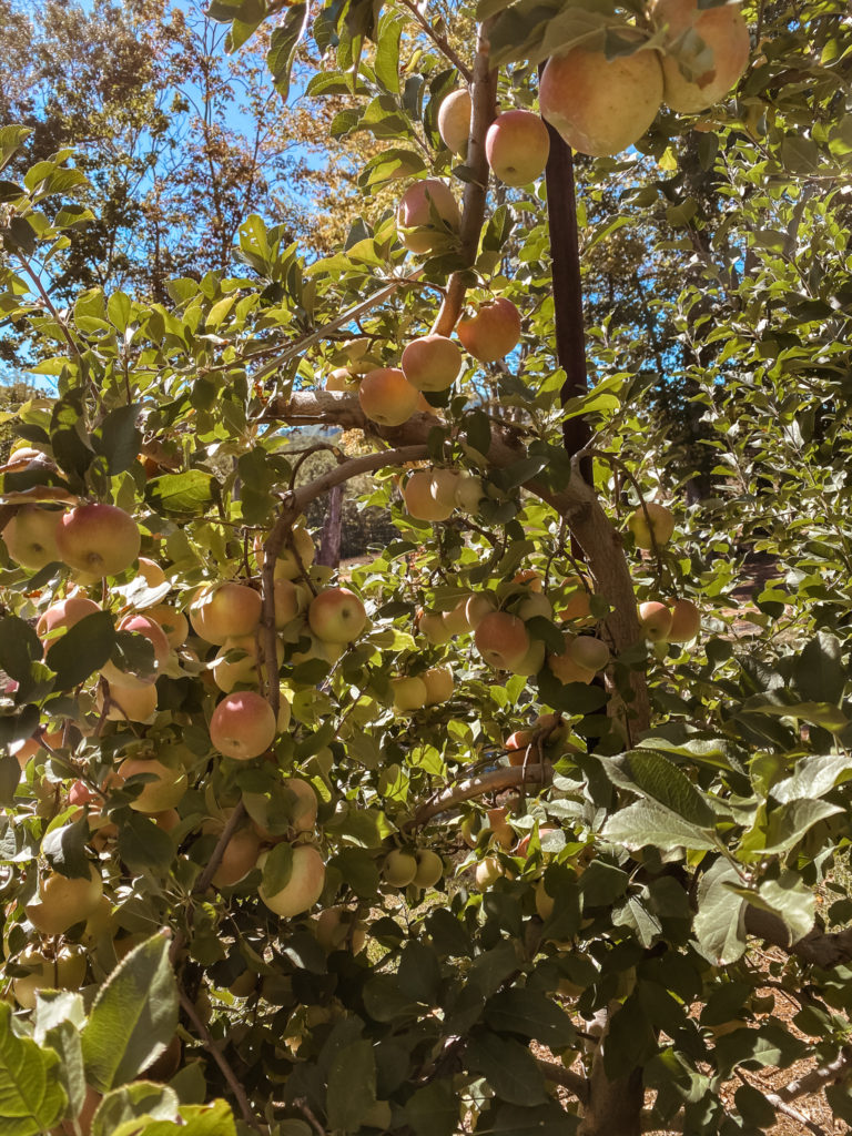 Apple picking blog