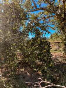 Apple picking in North Carolina