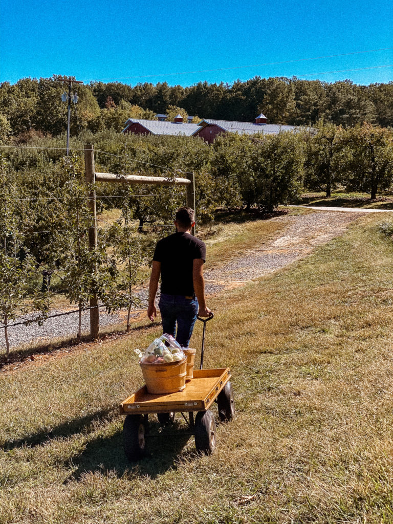 Apple Picking - North Carolina Apple Hill Orchards 