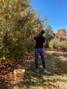 Apple Picking