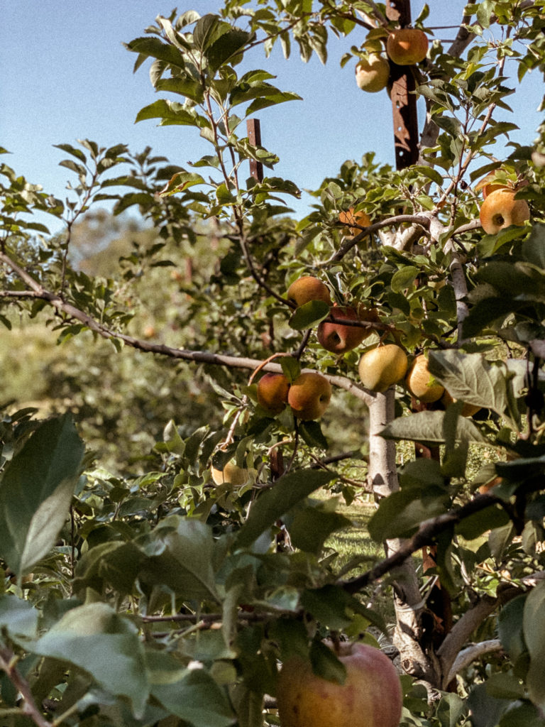 Apple Picking - North Carolina